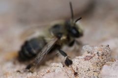 Anthophora aestivalis