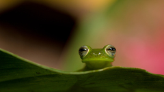 Espadarana prosoblepon