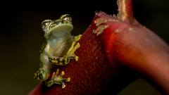 Sachatamia albomaculata