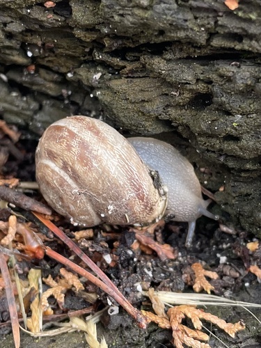 Chocolate-band Snail