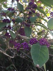 Callicarpa pedunculata