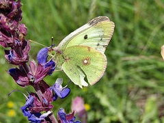 Colias erate