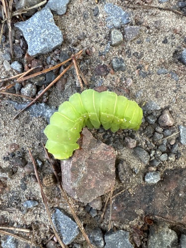 North American Luna Moth