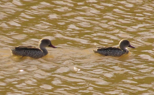 iNaturalist image
