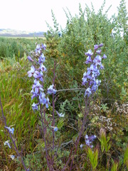 Delphinium recurvatum