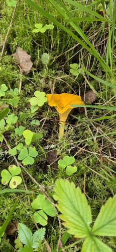 Golden Chanterelle