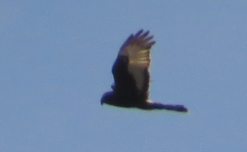 iNaturalist image