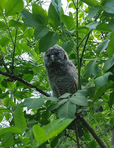Tawny Owl