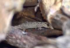 Tarentola americana