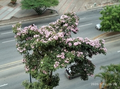 Tabebuia rosea