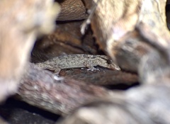 Tarentola americana