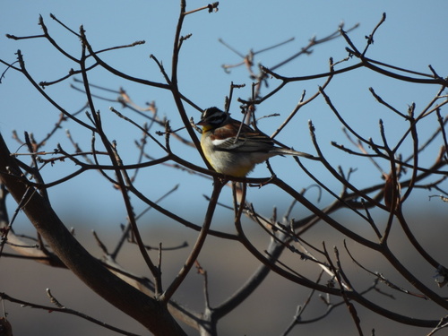 Golden-breasted Bunting