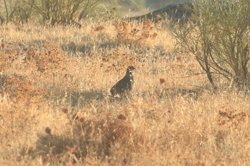 Red-legged Partridge