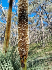 Xanthorrhoea australis