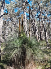 Xanthorrhoea australis, photograph (c) Jane Canaway, some rights reserved (CC BY)