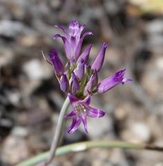 Allium fimbriatum