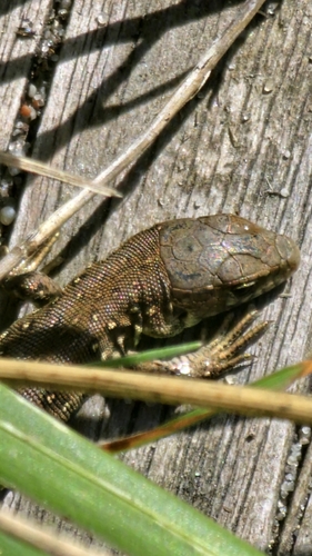 Sand Lizard
