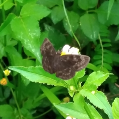 Pellicia