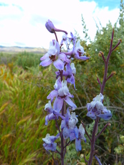 Delphinium recurvatum