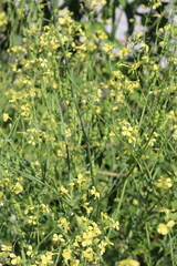 Raphanus raphanistrum landra