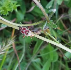 Calocoris roseomaculatus