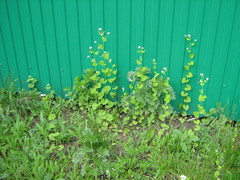 Alliaria petiolata