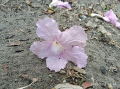 Tabebuia rosea