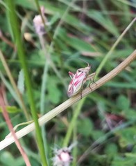 Calocoris roseomaculatus