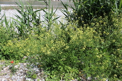 Raphanus raphanistrum landra