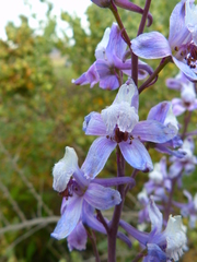 Delphinium recurvatum