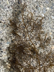 Desmarestia aculeata