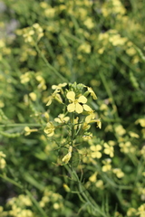 Raphanus raphanistrum landra