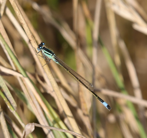 Blue-tailed Damselfly