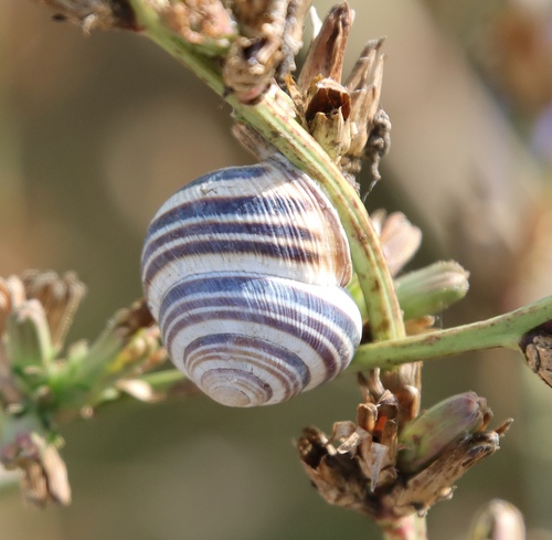 Vineyard Snail
