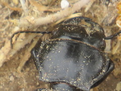 Pasimachus californicus