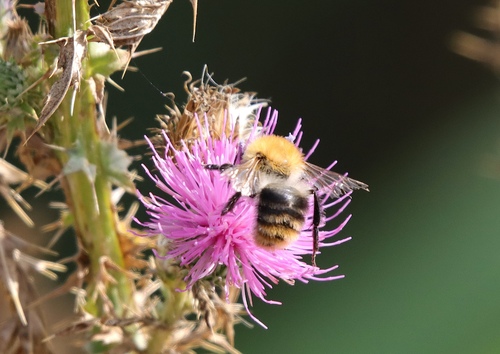 Common Carder Bumble Bee