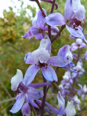 Delphinium recurvatum