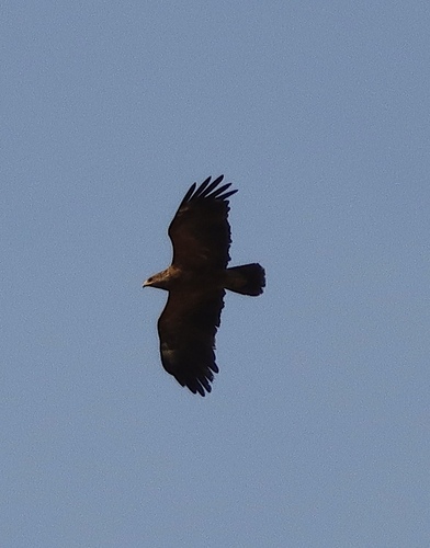 Lesser Spotted Eagle