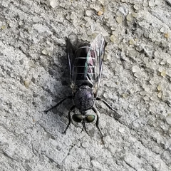 Atomosia melanopogon