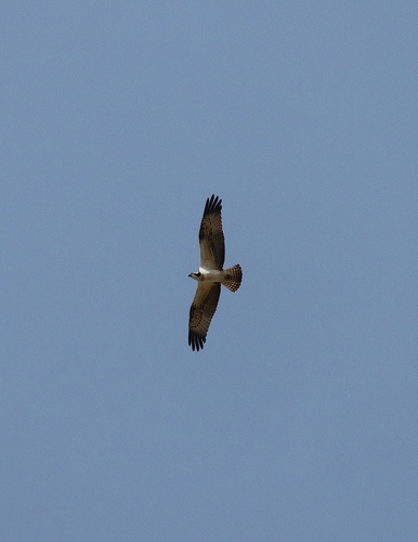 Osprey