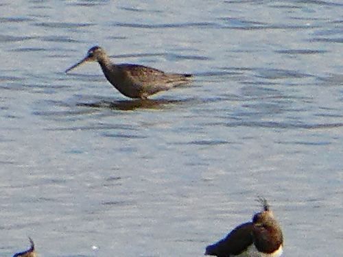 Spotted Redshank