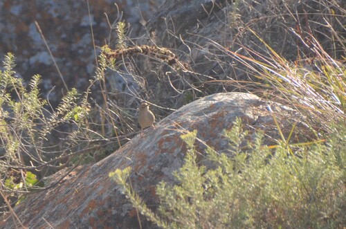 iNaturalist image