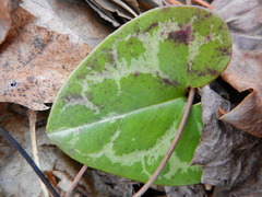 Hexastylis virginica