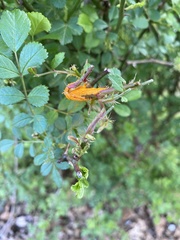 Phragmidium rosae-multiflorae