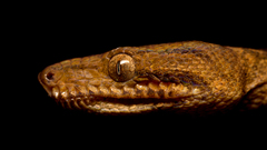 Corallus blombergi