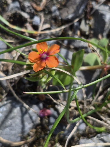 scarlet pimpernel