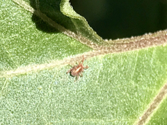 Balaustium
