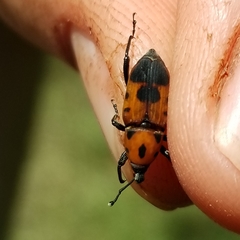 Rhodobaenus quinquepunctatus