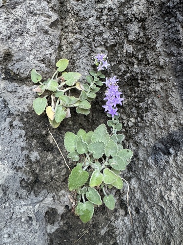 Campanula elatinoides