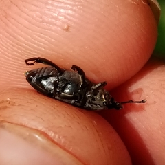 Rhodobaenus quinquepunctatus